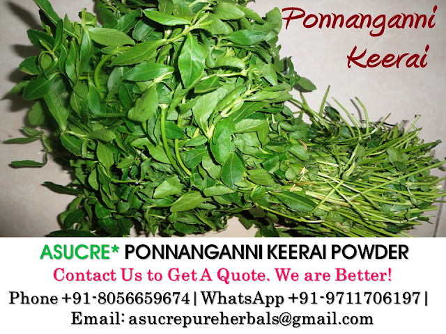 Asucre Ponnanganni Keerai Powder