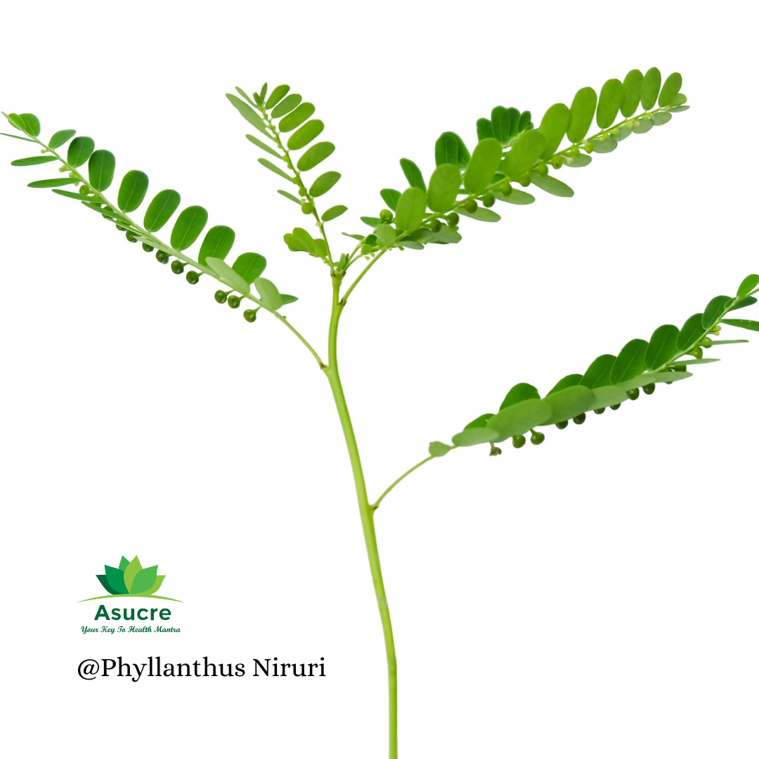 phyllanthus-niruri.png