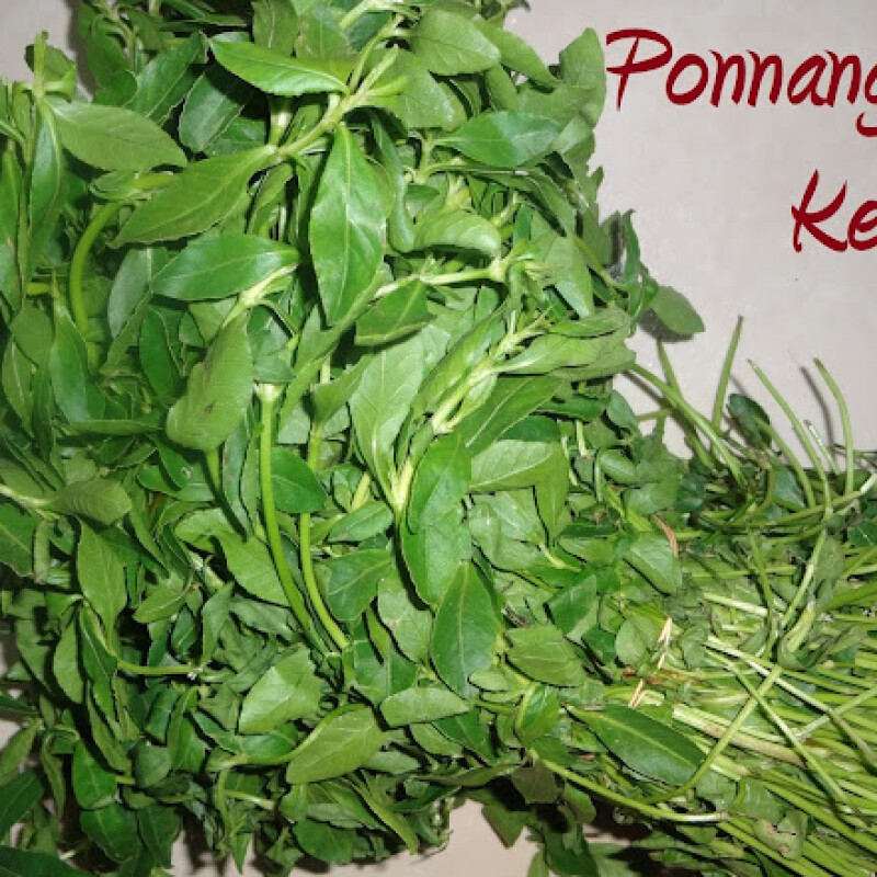 Consuming Ponnanganni Keerai (Ponnanganni means "To see your body shining like GOLD") Offers Numerous Health Benefits
